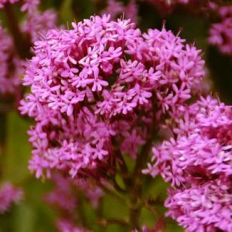 Red Valerian Centranthus ruber